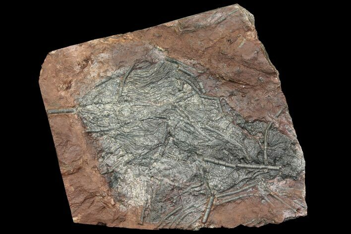 Silurian Fossil Crinoid (Scyphocrinites) Plate - Morocco #118530